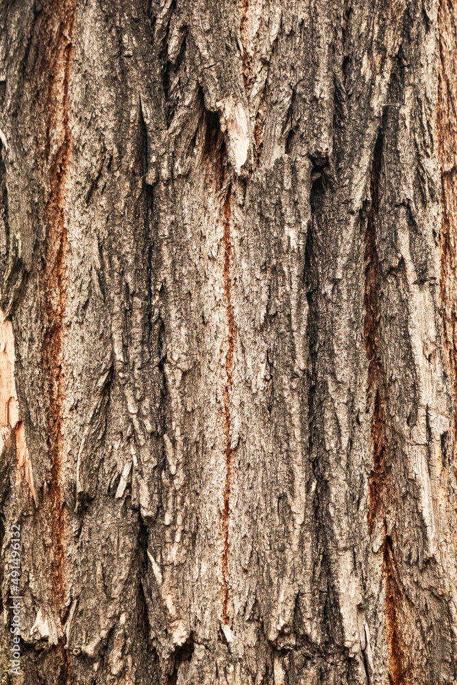 Wood tree trunk deep structured texture surface Wood tree trunk deep structured texture surface
