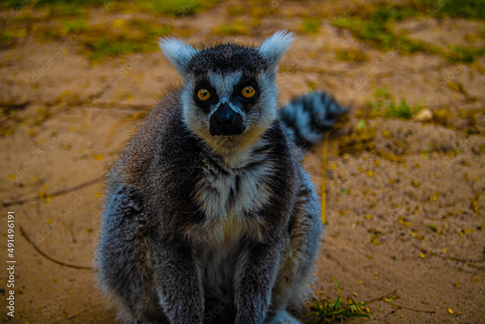 Obraz premium portrait ring tailed lemur close up
