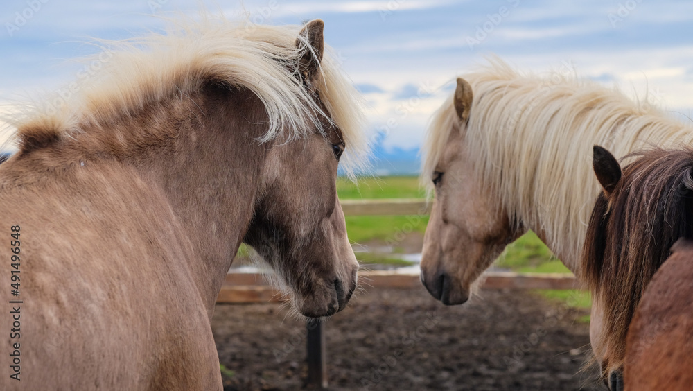 Two beautiful Icelandic horses in an enclosure look into the distance. Family of horses. Two beautiful Icelandic horses in an enclosure look into the distance. Family of horses.