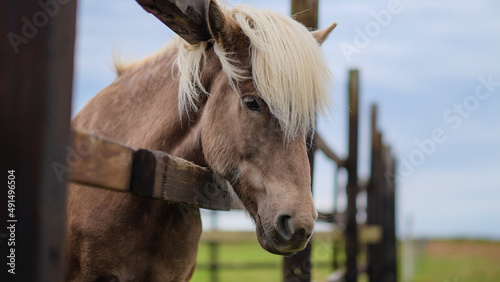Beautiful Icelandic  horse in the enclosure close-up. Portrait of a horse. Horizontal image