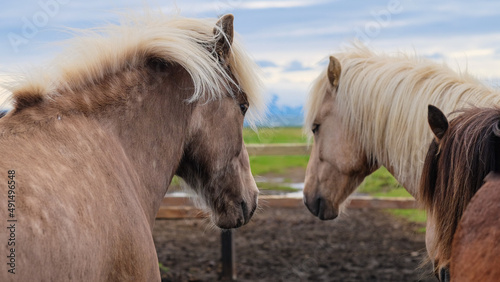 Two beautiful Icelandic horses in an enclosure look into the distance. Family of horses.