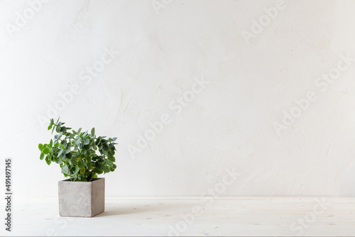 Decorative plant with dry flowers on a table against bright brown stucco wall in the room. Mockup...