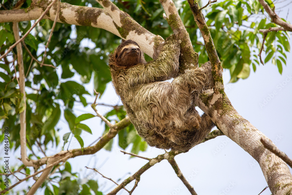three-toed sloth three-toed sloth