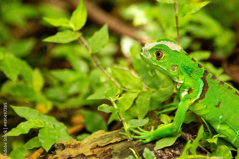green iguana green iguana