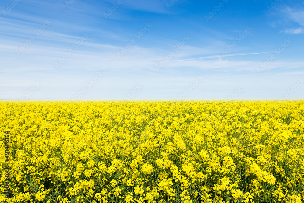 Yellow rapeseed field flowering in farmland  in countryside , spring landscape under blue sky on sunny day in springtime, nature background 