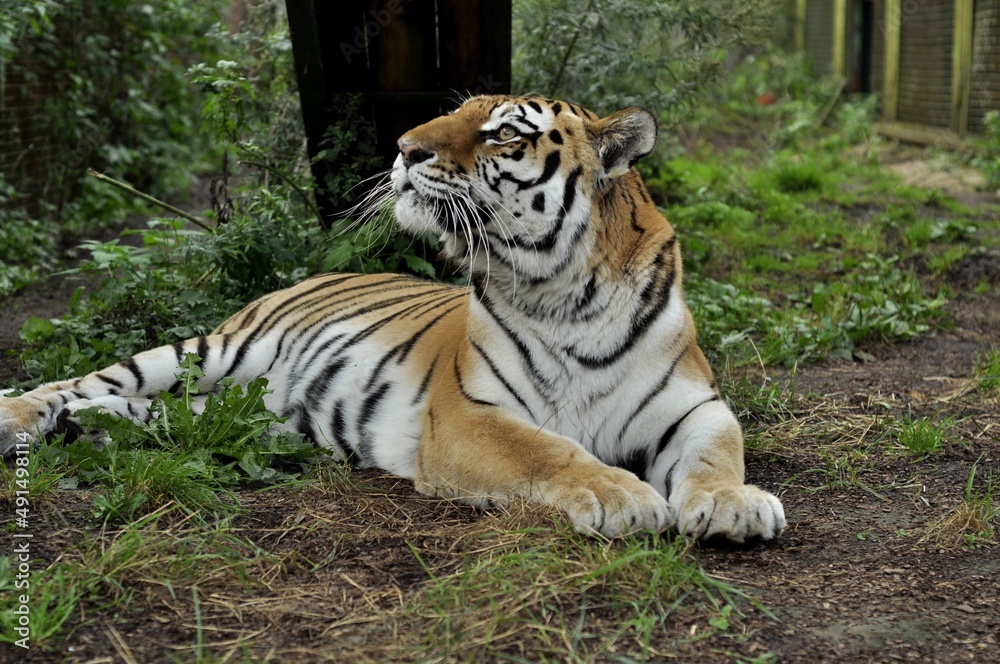 Animals are a traditionally (since the time of Aristotle) distinguished category of organisms, currently considered as a biological kingdom. Animals are a traditionally (since the time of Aristotle) distinguished category of organisms, currently considered as a biological kingdom.
