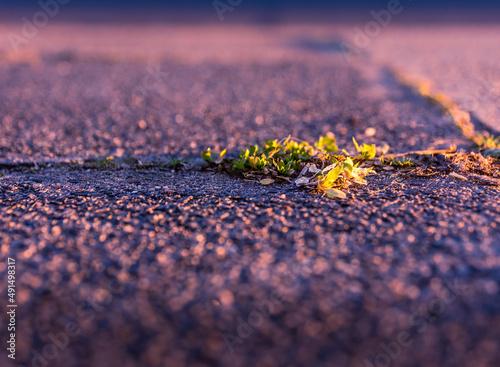 weed on a street in the spring