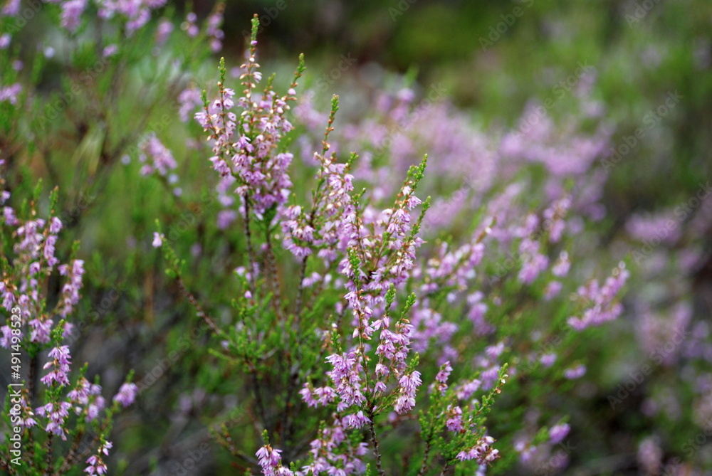 Obraz premium Heather blooms pale pink. Calluna or heather grows in small colonies. Small green leaves and pink small flowers bloomed on thin long branches, stems.