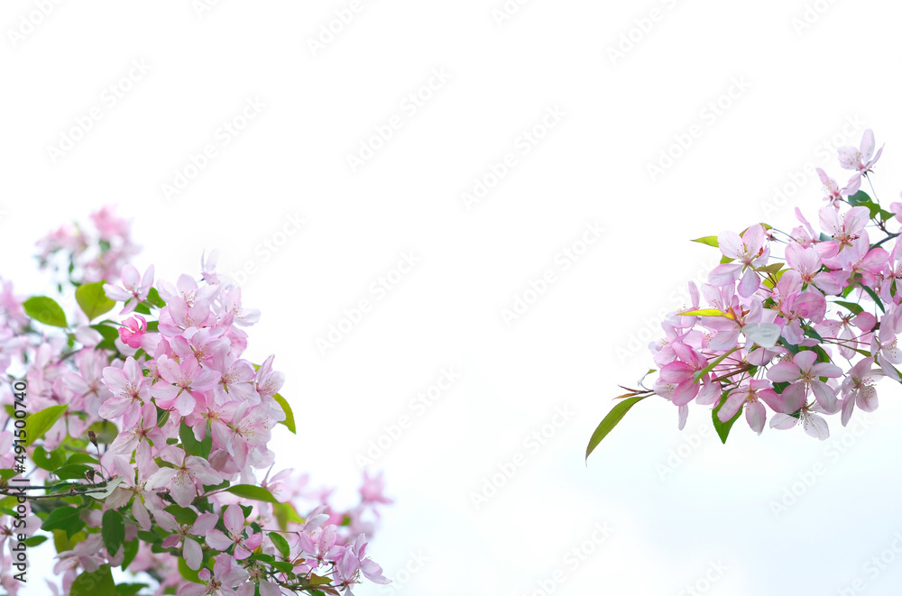 Pink apple flowers on abstract light natural background. gentle blossom apple flowers, symbol of spring season. 