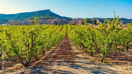Foto Hileras de frutales en la huerta de Cieza, Murcia