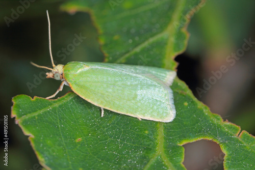 Moth of Green oak tortrix (Tortrix viridana), also know as European oak leafroller .