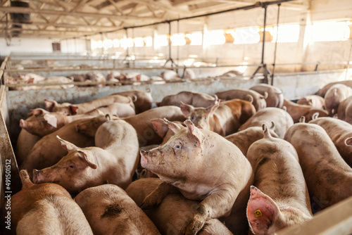 Vászonkép Many adult pigs at a pig farm