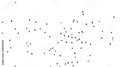 flock of birds, isolated on white background