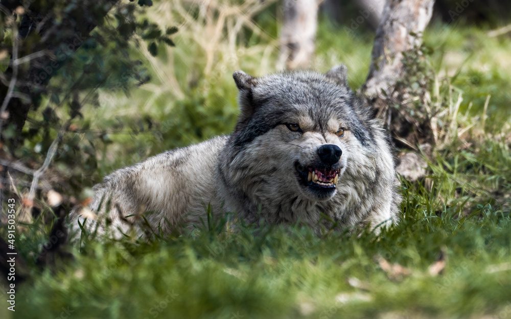 Fototapeta premium North American Gray Wolf, baring her teeth. 