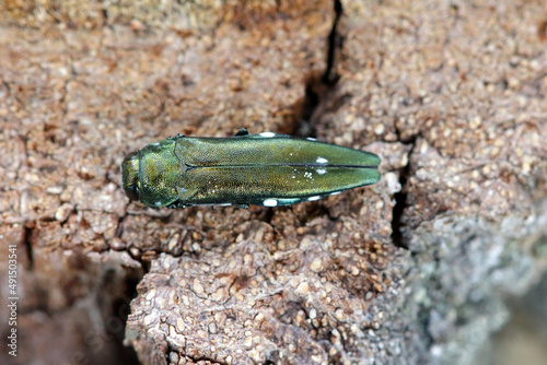 Oak splendour beetle, also known as the oak buprestid beetle or two-spotted oak borer (Agrilus biguttatus) in its natural environment. A comon beetle species occurring in European oak forests. photo