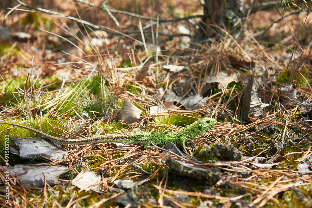 European green lizard (Lacerta agilis) in the forest.