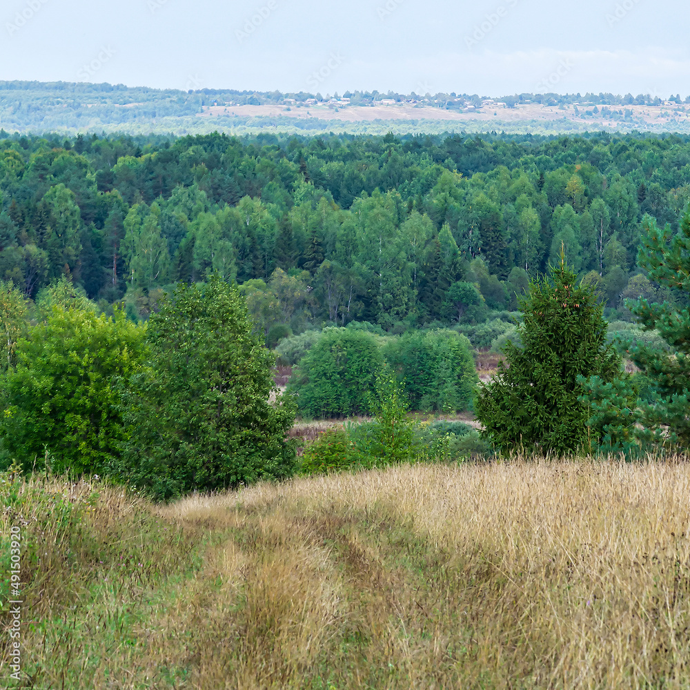 landscape, forest road