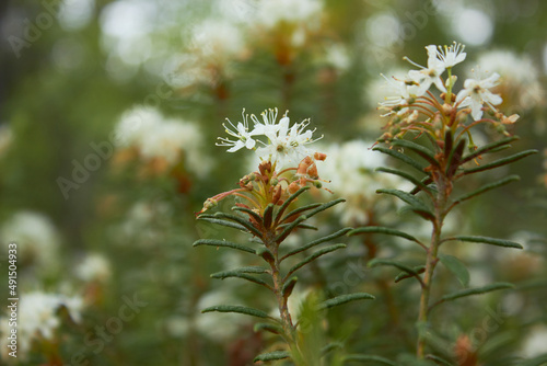 Flowering Rhododendron tomentosum (syn. Ledum palustre). Labrador tea or wild rosemary in spring forest. photo