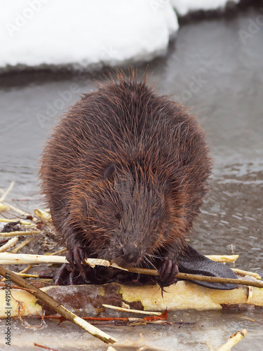 Foto brown American beaver gnawing tree branches and building dam on the river in win
