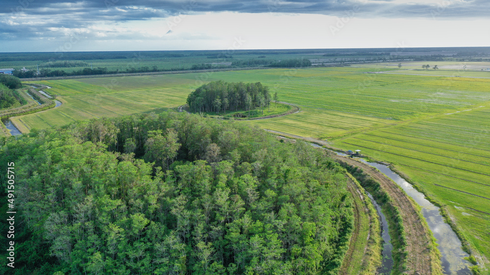 Obraz premium Mangrove and humans coexisting in a green and natural place