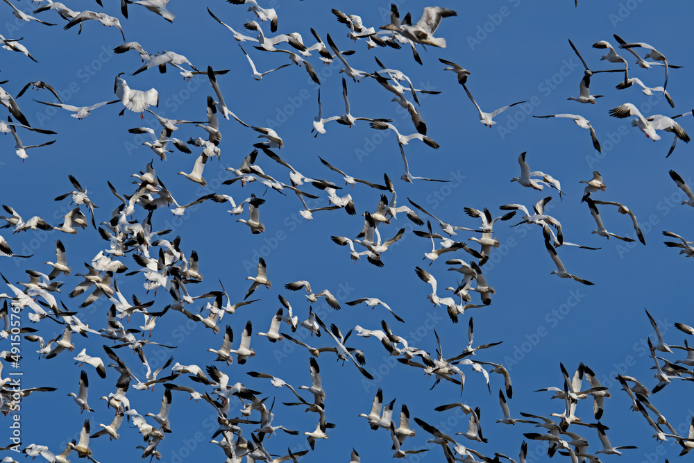 Fototapeta premium Chaotic flight of snow geese in the late afternoon sun during spring migration at Middle Creek Wildlife Management Area. They are a species of goose native to North America.