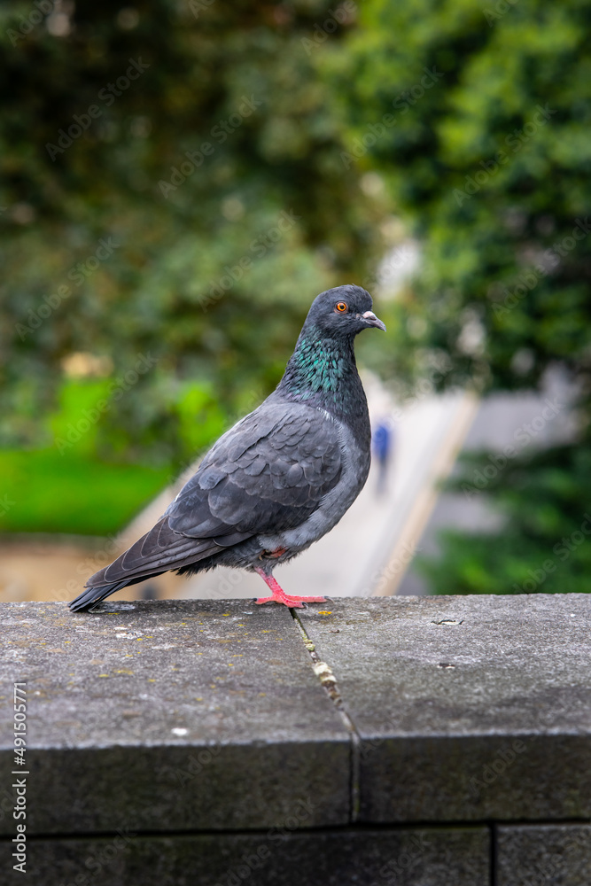 Obraz premium CURIOSA