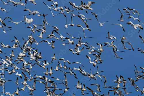 Chaotic flight of snow geese in the late afternoon sun during spring migration at Middle Creek Wildlife Management Area. They are a species of goose native to North America.