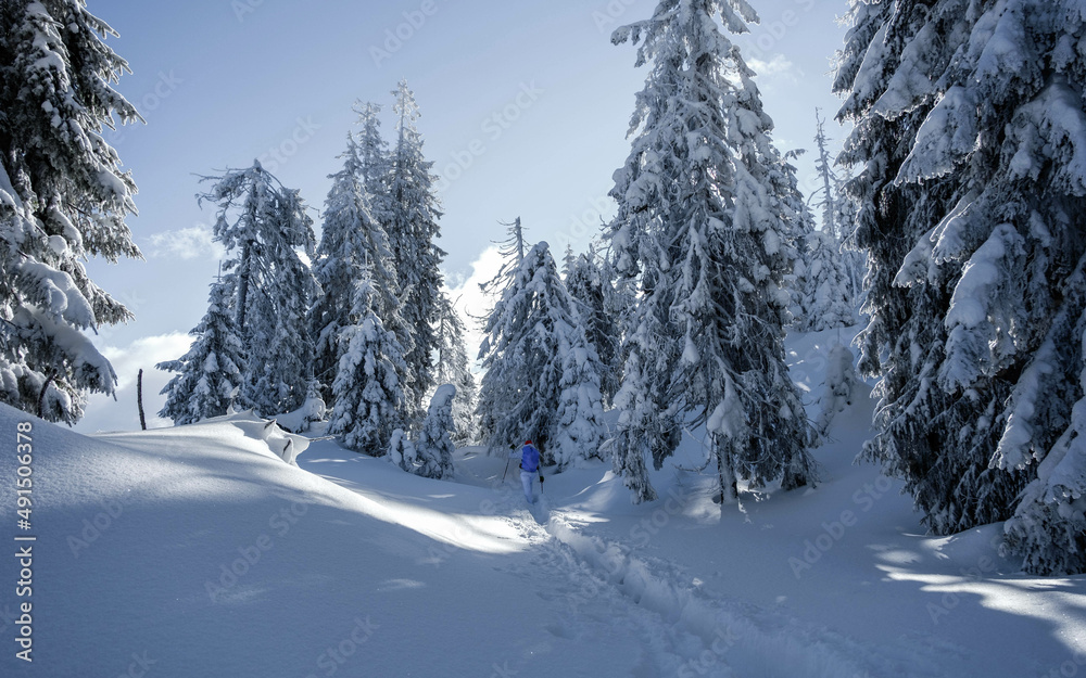 Landscape of a snowy terrain and trees covered in snow on the top of the mountain. Sun shining in the background