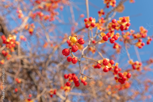 Close-view of the red berry of a bittersweet (Celastrus) vine. photo