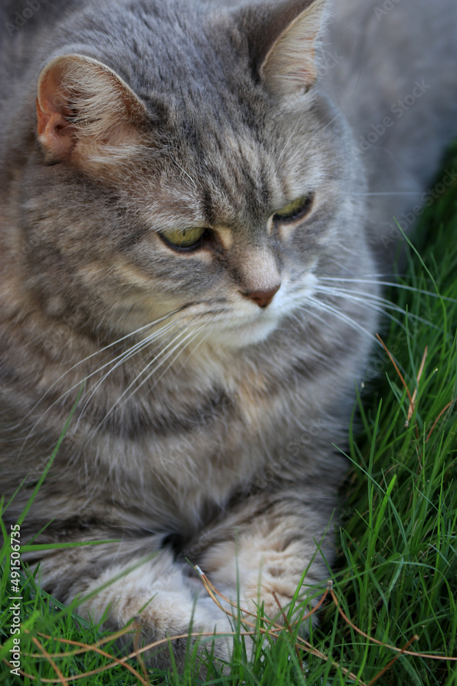 close up of grey cat in grass 