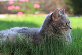 grey cat in grass, blurred background
