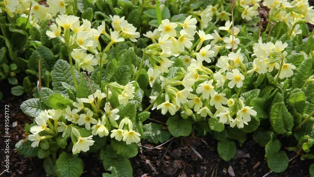 Easter concept. Primrose Primula with yellow flowers in flowerbed in spring time. Inspirational natural floral spring or summer blooming garden or park. Hello spring Easter concept. Primrose Primula with yellow flowers in flowerbed in spring time. Inspirational natural floral spring or summer blooming garden or park. Hello spring