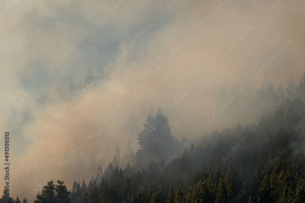 Forest fires due to climate change, large forests and national parks in danger from fires. Forest fires due to climate change, large forests and national parks in danger from fires.