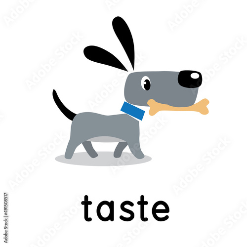 The dog carries a bone. Five senses. Taste