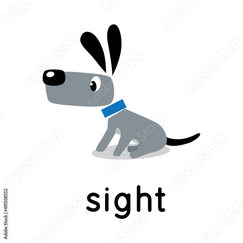 The dog stands and looks. Five senses. Sight