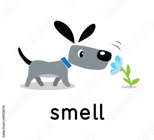 A dog sniffs a flower. Five senses. Smell