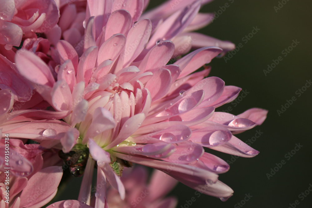 Close up of pink chrysanthemums with raindrops, blurred background
