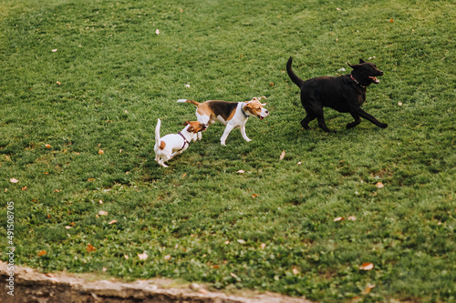 Fototapeta Naklejka Na Ścianę i Meble -  Beautiful, cheerful, playful purebred dogs black labrador and jack russell terrier run through the green grass in the meadow.