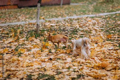 Red-haired toy terrier and gray Yorkshire terrier walk in nature in autumn in the park.