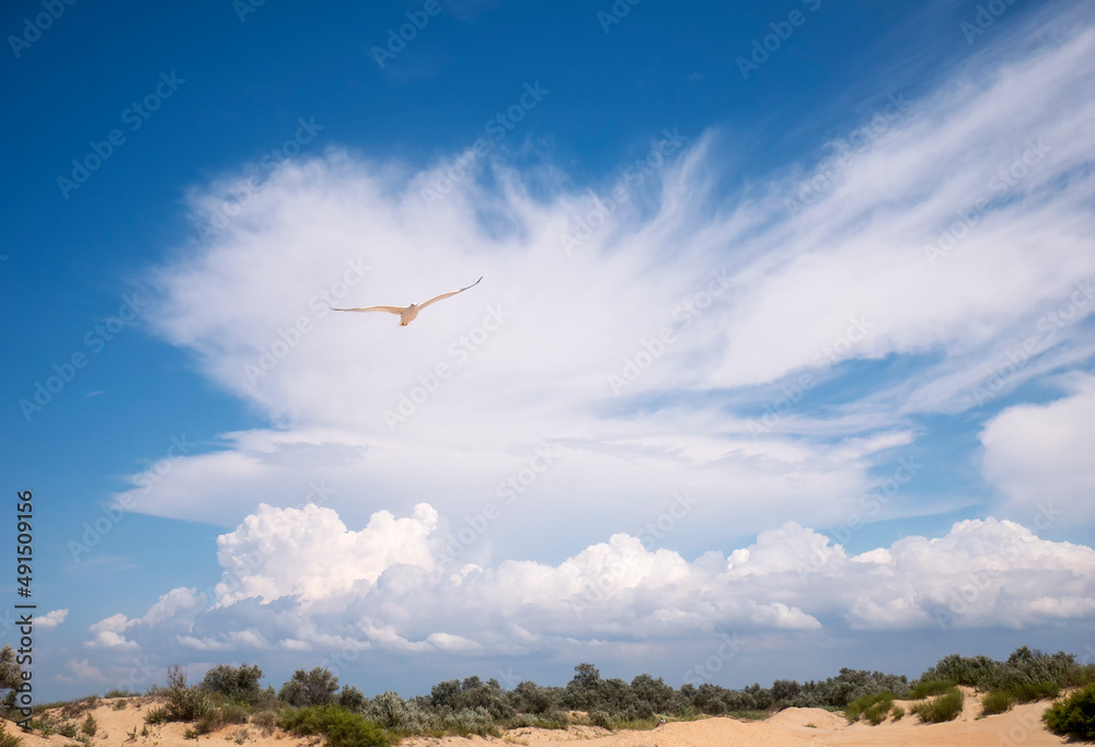 Free flight of a seagull in a blue sky with beautiful clouds. A bird in flight
