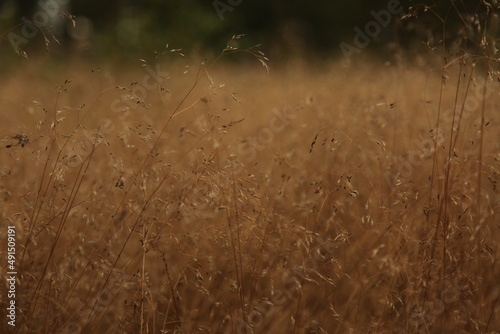 Summer Grass
