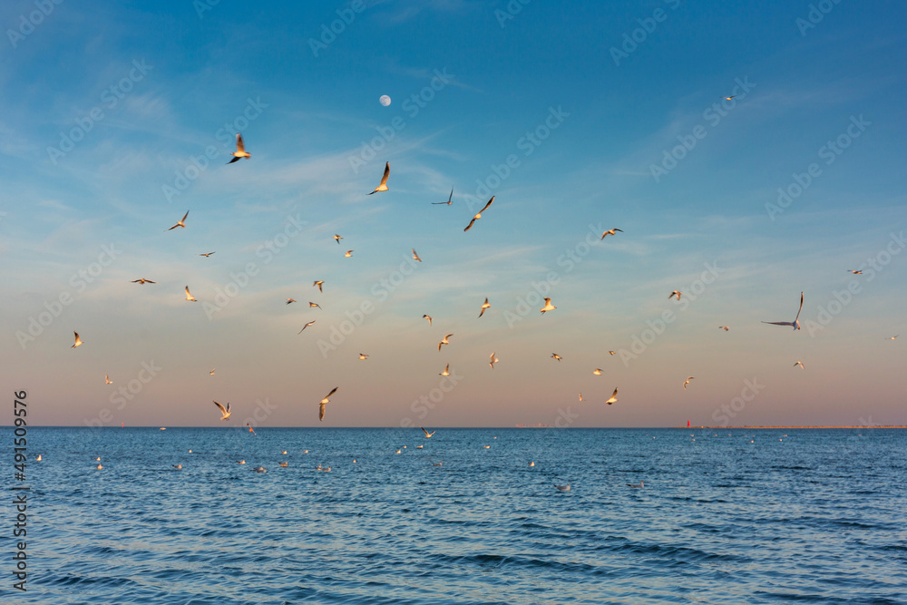 Seagulls over the Baltic Sea at sunset in Gdansk. Poland