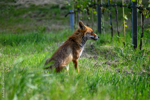 Fuchs 02