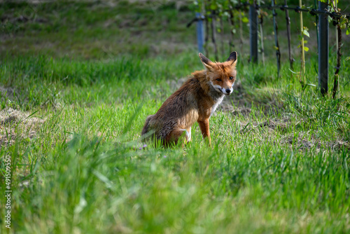 Fuchs 01