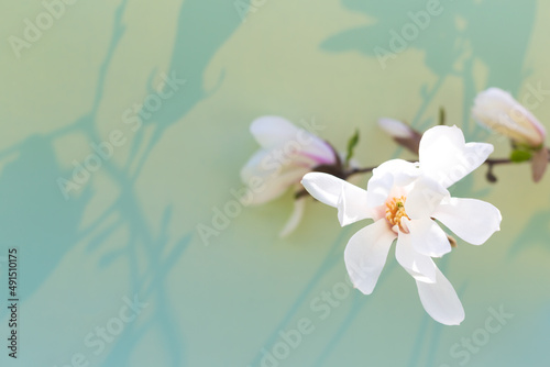 Blossoming magnolia on a light background  shadows