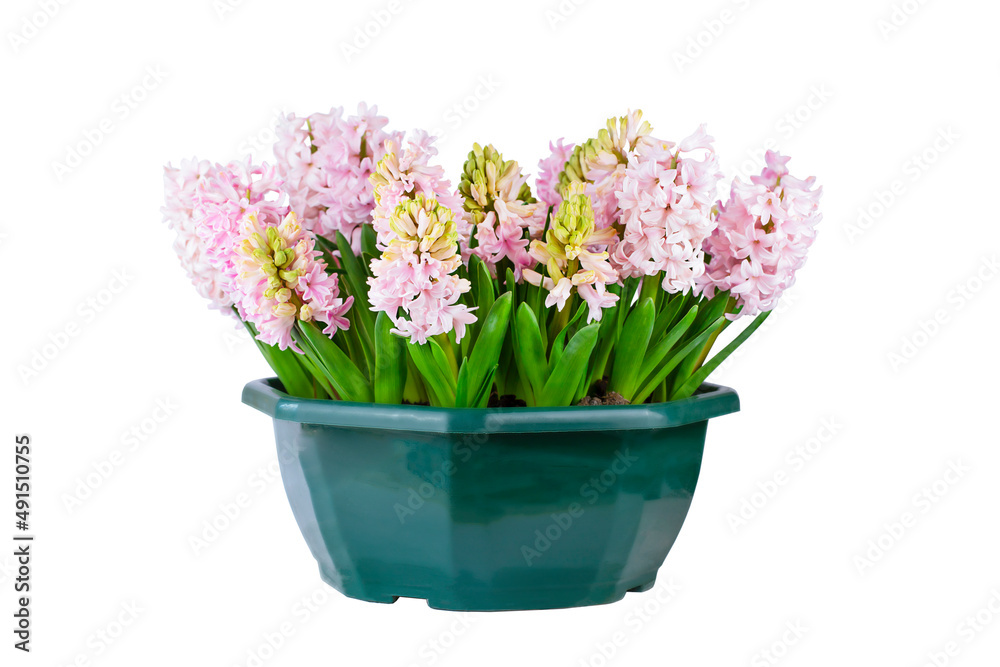 Group of pink hyacinth flowers in green pot isolated on white