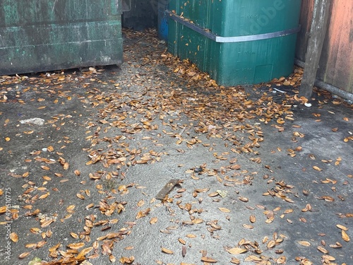 autumn leaves in a barrel