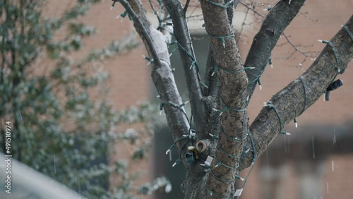 Ice melting and dripping off tree covered in Christmas lights while out of focus car door shuts in foreground