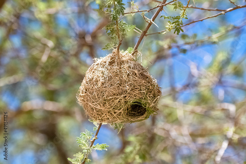 Vászonkép Namibia, nest of the southern masked weaver, Ploceus velatus