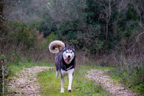 Beautiful female young siberian husky dog running with blur background 